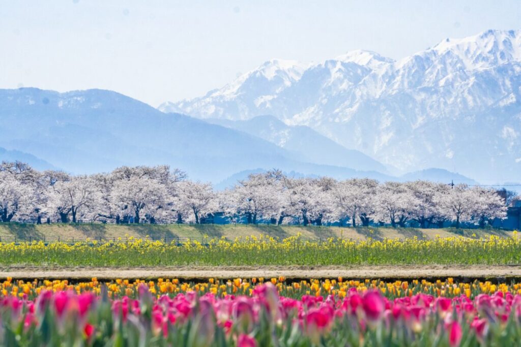 日本が大好きになる図書館 | Fall in love with Japan, Library