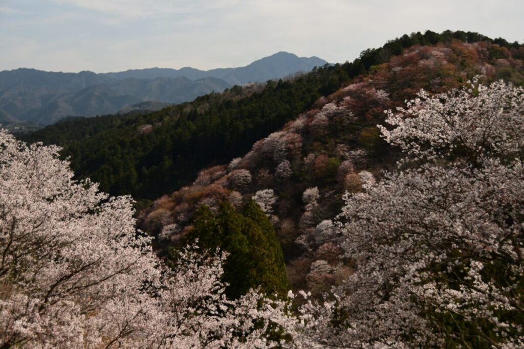 日本が大好きになる図書館 | Fall in love with Japan, Library