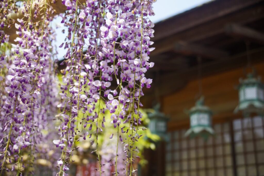 日本が大好きになる図書館 | Fall in love with Japan, Library