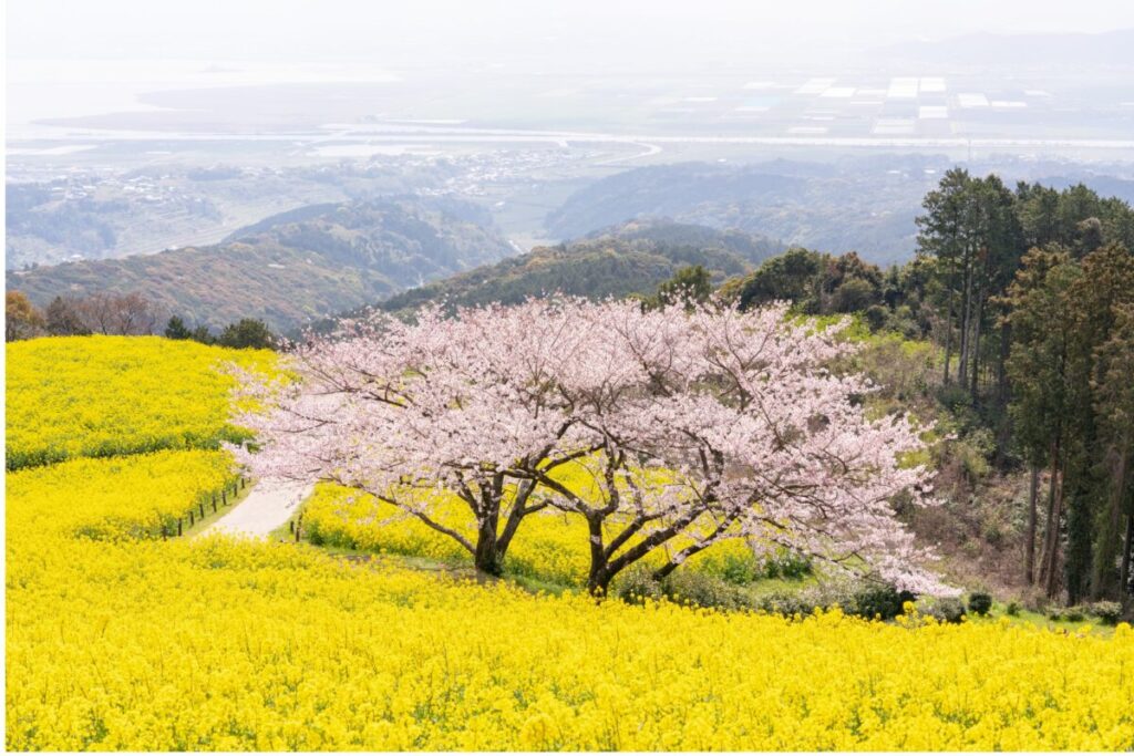 日本が大好きになる図書館 | Fall in love with Japan, Libraryの画像